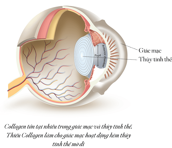Tác dụng của collagen với mắt